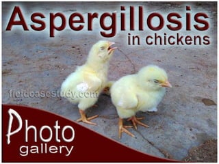 Aspergillosis in poultry, aspergillosis, chickens, respiraoty, poultry diseases, avian pathology, symptoms, brooder penumonia, aspergillus
 
