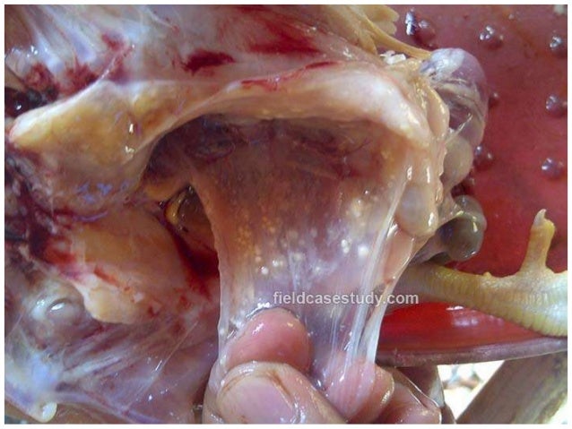 Aspergillosis In Birds Poultry Diseases Symptoms Respiratory Diseas
