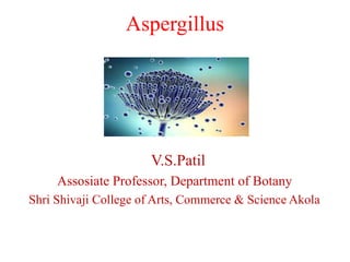 Aspergillus
V.S.Patil
Assosiate Professor, Department of Botany
Shri Shivaji College of Arts, Commerce & Science Akola
 