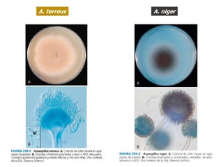 A. terreus A. niger
 