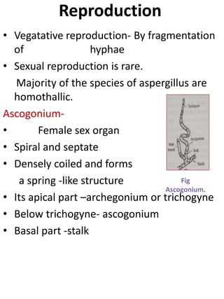 Reproduction
• Vegatative reproduction- By fragmentation
of hyphae
• Sexual reproduction is rare.
Majority of the species of aspergillus are
homothallic.
Ascogonium-
• Female sex organ
• Spiral and septate
• Densely coiled and forms
a spring -like structure
• Its apical part –archegonium or trichogyne
• Below trichogyne- ascogonium
• Basal part -stalk
Fig
Ascogonium.
 