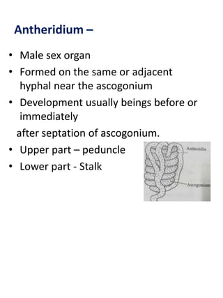 Antheridium –
• Male sex organ
• Formed on the same or adjacent
hyphal near the ascogonium
• Development usually beings before or
immediately
after septation of ascogonium.
• Upper part – peduncle
• Lower part - Stalk
 