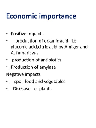 Economic importance
• Positive impacts
• production of organic acid like
gluconic acid,citric acid by A.niger and
A. fumaricvus
• production of antibiotics
• Production of amylase
Negative impacts
• spoli food and vegetables
• Disesase of plants
 