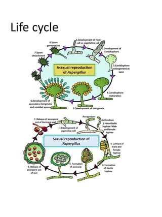 Life cycle
 