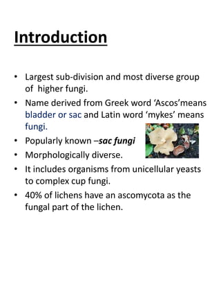 Introduction
• Largest sub-division and most diverse group
of higher fungi.
• Name derived from Greek word ‘Ascos’means
bladder or sac and Latin word ‘mykes’ means
fungi.
• Popularly known –sac fungi
• Morphologically diverse.
• It includes organisms from unicellular yeasts
to complex cup fungi.
• 40% of lichens have an ascomycota as the
fungal part of the lichen.
 