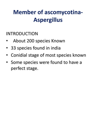 Member of ascomycotina-
Aspergillus
INTRODUCTION
• About 200 species Known
• 33 species found in india
• Conidial stage of most species known
• Some species were found to have a
perfect stage.
 