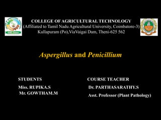 Aspergillus and Penicillium
COLLEGE OF AGRICULTURAL TECHNOLOGY
(Affiliated to Tamil Nadu Agricultural University, Coimbatore-3)
Kullapuram (Po),ViaVaigai Dam, Theni-625 562
STUDENTS
Miss. RUPIKA.S
COURSE TEACHER
Dr. PARTHASARATHY.S
Asst. Professor (Plant Pathology)Mr. GOWTHAM.M
 
