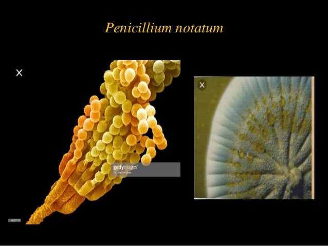 Aspergillus and penicillium