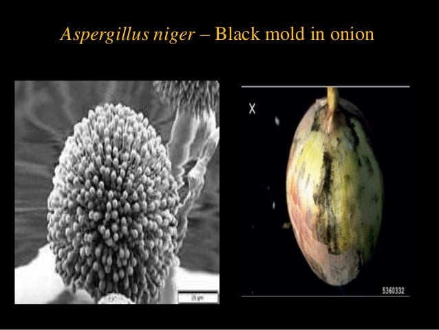Aspergillus and penicillium