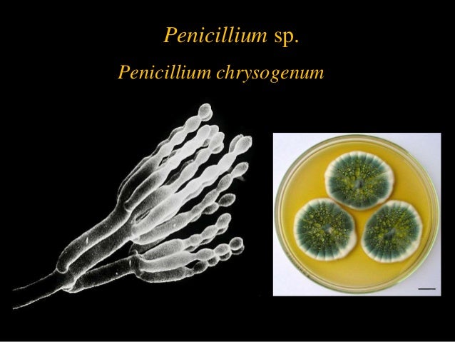Aspergillus and penicillium