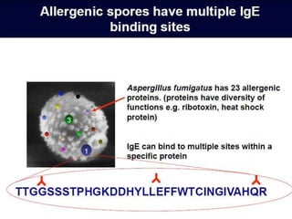 Aspergillus famigatus.2014.university sulaiamany.biology.dashty rihany ...