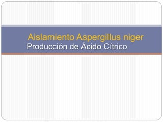 Aislamiento Aspergillus niger 
Producción de Ácido Cítrico 
 
