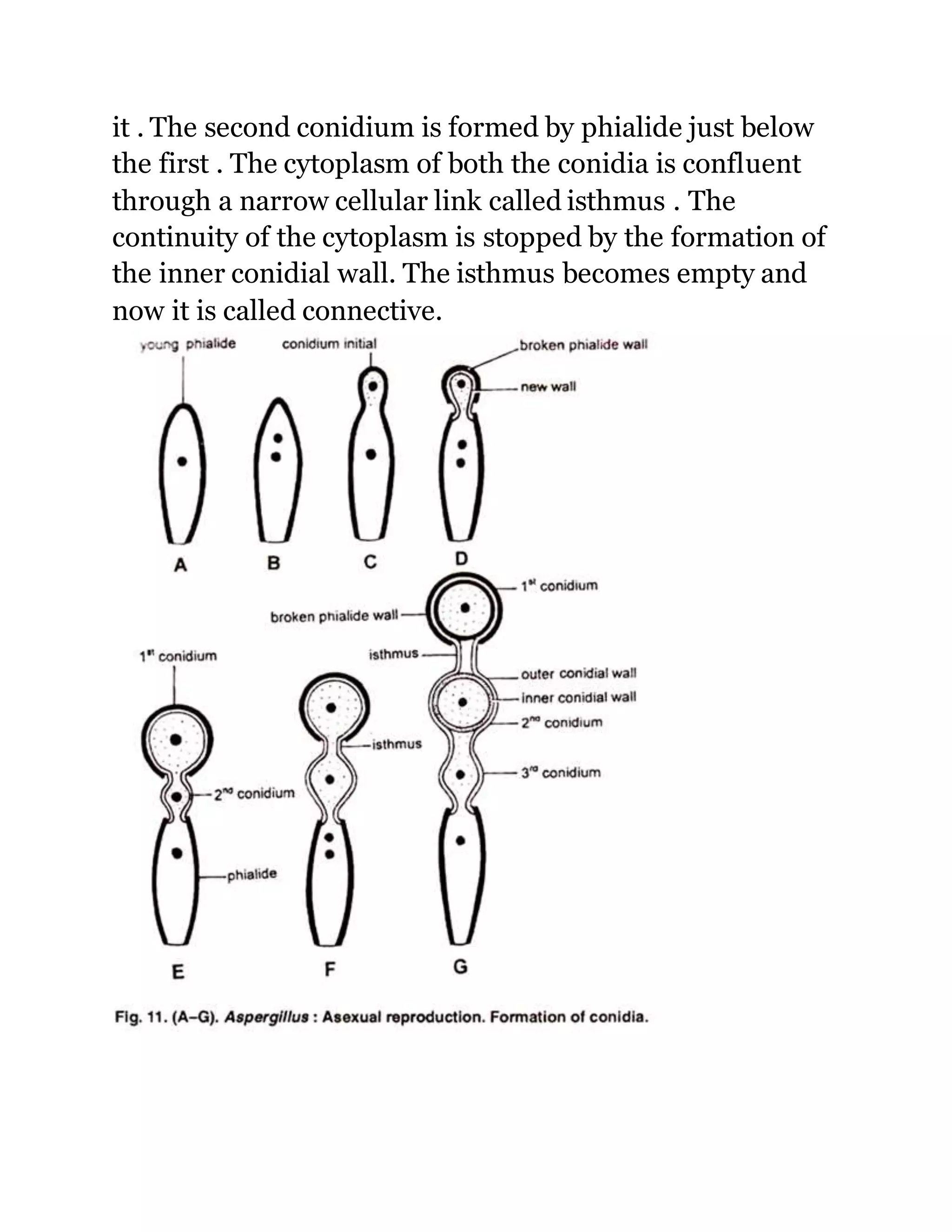 Aspergillus niger (FUNGUS) | DOCX