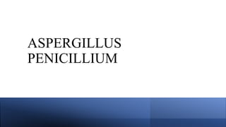 ASPERGILLUS
PENICILLIUM
 