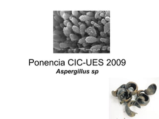 Ponencia CIC-UES 2009
Aspergillus sp
 