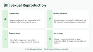 Isogamous Aspergillus_Reproduction for bsc students | PPTX