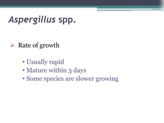 Aspergillus spp.
 Rate of growth
• Usually rapid
• Mature within 3 days
• Some species are slower growing
 