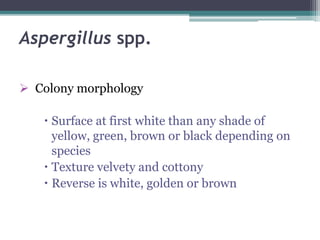 Aspergillus spp.
 Colony morphology
 Surface at first white than any shade of
yellow, green, brown or black depending on
species
 Texture velvety and cottony
 Reverse is white, golden or brown
 