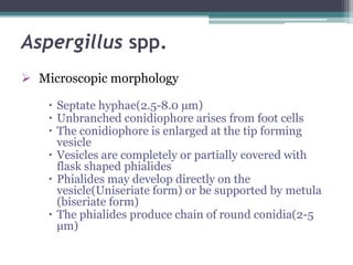 Aspergillus spp.
 Microscopic morphology
 Septate hyphae(2.5-8.0 µm)
 Unbranched conidiophore arises from foot cells
 The conidiophore is enlarged at the tip forming
vesicle
 Vesicles are completely or partially covered with
flask shaped phialides
 Phialides may develop directly on the
vesicle(Uniseriate form) or be supported by metula
(biseriate form)
 The phialides produce chain of round conidia(2-5
µm)
 