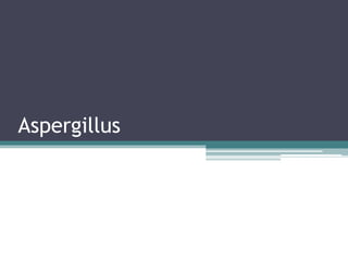 Aspergillus
 