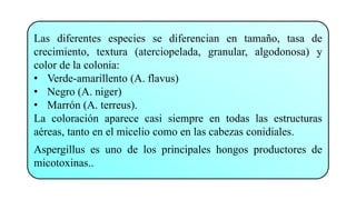 Las diferentes especies se diferencian en tamaño, tasa de
crecimiento, textura (aterciopelada, granular, algodonosa) y
color de la colonia:
• Verde-amarillento (A. flavus)
• Negro (A. niger)
• Marrón (A. terreus).
La coloración aparece casi siempre en todas las estructuras
aéreas, tanto en el micelio como en las cabezas conidiales.
Aspergillus es uno de los principales hongos productores de
micotoxinas..
 