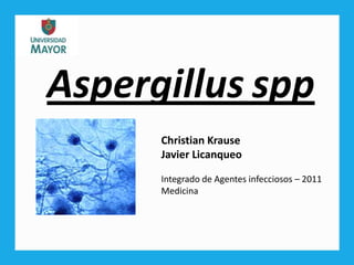 Aspergillusspp Christian Krause Javier Licanqueo Integrado de Agentes infecciosos – 2011 Medicina 