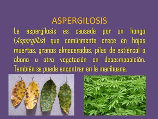 ASPERGILOSIS
La aspergilosis es causada por un hongo
(Aspergillus) que comúnmente crece en hojas
muertas, granos almacenados, pilas de estiércol o
abono u otra vegetación en descomposición.
También se puede encontrar en la marihuana.
 