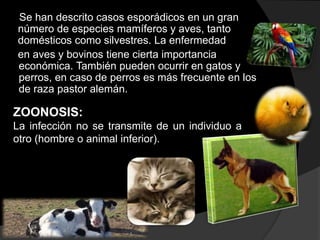 Se han descrito casos esporádicos en un gran
número de especies mamíferos y aves, tanto
domésticos como silvestres. La enfermedad
en aves y bovinos tiene cierta importancia
económica. También pueden ocurrir en gatos y
perros, en caso de perros es más frecuente en los
de raza pastor alemán.
ZOONOSIS:
La infección no se transmite de un individuo a
otro (hombre o animal inferior).
 