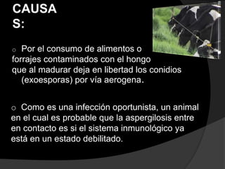 CAUSA
S:
o Por el consumo de alimentos o
forrajes contaminados con el hongo
que al madurar deja en libertad los conidios
(exoesporas) por vía aerogena.
o Como es una infección oportunista, un animal
en el cual es probable que la aspergilosis entre
en contacto es si el sistema inmunológico ya
está en un estado debilitado.
 