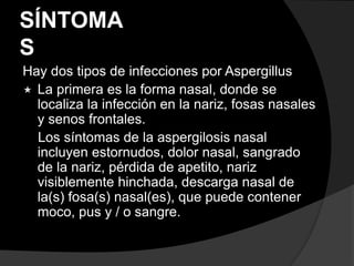 SÍNTOMA
S
Hay dos tipos de infecciones por Aspergillus
 La primera es la forma nasal, donde se
localiza la infección en la nariz, fosas nasales
y senos frontales.
Los síntomas de la aspergilosis nasal
incluyen estornudos, dolor nasal, sangrado
de la nariz, pérdida de apetito, nariz
visiblemente hinchada, descarga nasal de
la(s) fosa(s) nasal(es), que puede contener
moco, pus y / o sangre.
 