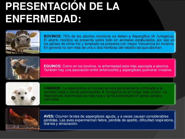 Aspergilosis