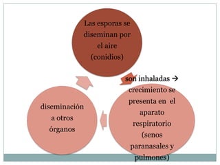 Las esporas se
            diseminan por
                   el aire
                 (conidios)

                              son inhaladas 
                              crecimiento se
                              presenta en el
diseminación
                                  aparato
  a otros
                                respiratorio
  órganos
                                  (senos
                               paranasales y
                                pulmones)
 