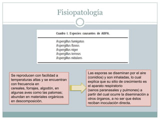 Fisiopatología




                                     Las esporas se diseminan por el aire
Se reproducen con facilidad a
                                     (conidios) y son inhaladas, lo cual
temperaturas altas y se encuentran
                                     explica que su sitio de crecimiento es
con frecuencia en
                                     el aparato respiratorio
cereales, forrajes, algodón, en
                                     (senos paranasales y pulmones) a
algunas aves como las palomas;
                                     partir del cual ocurre la diseminación a
abundan en materiales orgánicos
                                     otros órganos, a no ser que éstos
en descomposición.
                                     reciban inoculación directa.
 