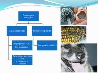 Contacto con
aspergillus
Inmunodeprimido
Aspergilosis nasal
(A. fumigatus )
Aspergilosis sistémica
(rara,
A. deflectus, A.
terreus)
Inmunocompetente
No se produce afección
 