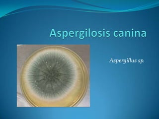 Aspergillus sp.
 