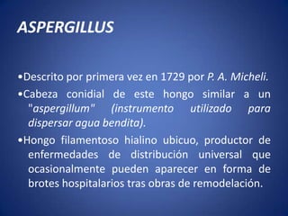 ASPERGILLUS•Descrito por primera vez en 1729 por P. A. Micheli.•Cabeza conidial de este hongo similar a un "aspergillum" (instrumento utilizado para dispersar agua bendita).•Hongo filamentoso hialino ubicuo, productor de enfermedades de distribución universal que ocasionalmente pueden aparecer en forma de brotes hospitalarios tras obras de remodelación.