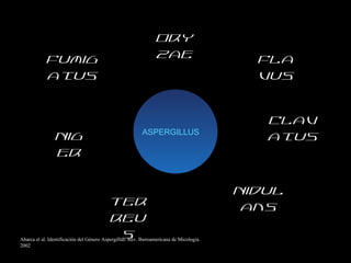 ASPERGILLUS
Fumig
atus
Fla
vus
Nig
er
Nidul
ansTer
reu
sAbarca et al. Identificación del Género Aspergillus. Rev. Iberoamericana de Micología.
2002
Clav
atus
Ory
zae
 