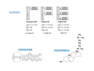 GLICERIDI
COLESTEROLOFOSFOLIPIDE
 