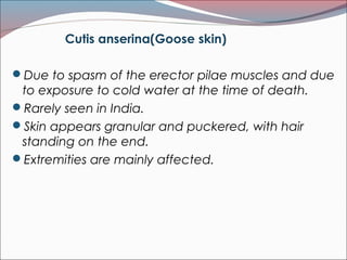 Cutis anserina(Goose skin)
Due to spasm of the erector pilae muscles and due
to exposure to cold water at the time of death.
Rarely seen in India.
Skin appears granular and puckered, with hair
standing on the end.
Extremities are mainly affected.
 