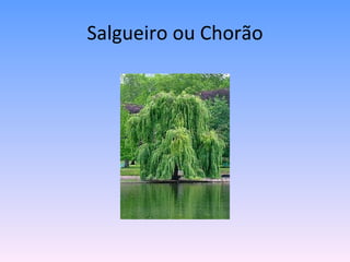 Salgueiro ou Chorão 