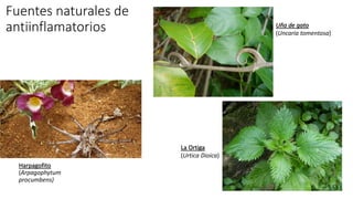 Fuentes naturales de
antiinflamatorios
Harpagofito
(Arpagophytum
procumbens)
Uña de gato
(Uncaria tomentosa)
La Ortiga
(Urtica Dioica)
 
