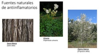 Fuentes naturales
de antiinflamatorios
Sauce blanco
(Salix alba)
Ulmaria
Filipéndula ulmaria
Álamo blanco
(Populus alba)
 