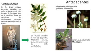 • Antigua Grecia
Antecedentes
En la Grecia antigua,
personas afectadas por
dolor se iban a dormir a los
templos de Esculapio, dios
de la medicina, donde los
sacerdotes les
administraban pociones,
vendajes y energías místicas
(opio).
Los druidas utilizaban
la reina de los prados,
Filipéndula ulmaria,
que posee precursores
del ácido
acetilsalicílico.
Adormidera o amapola real
(Papaver somniferum)
Mandragora autumnalis
(Mandrágora)
 
