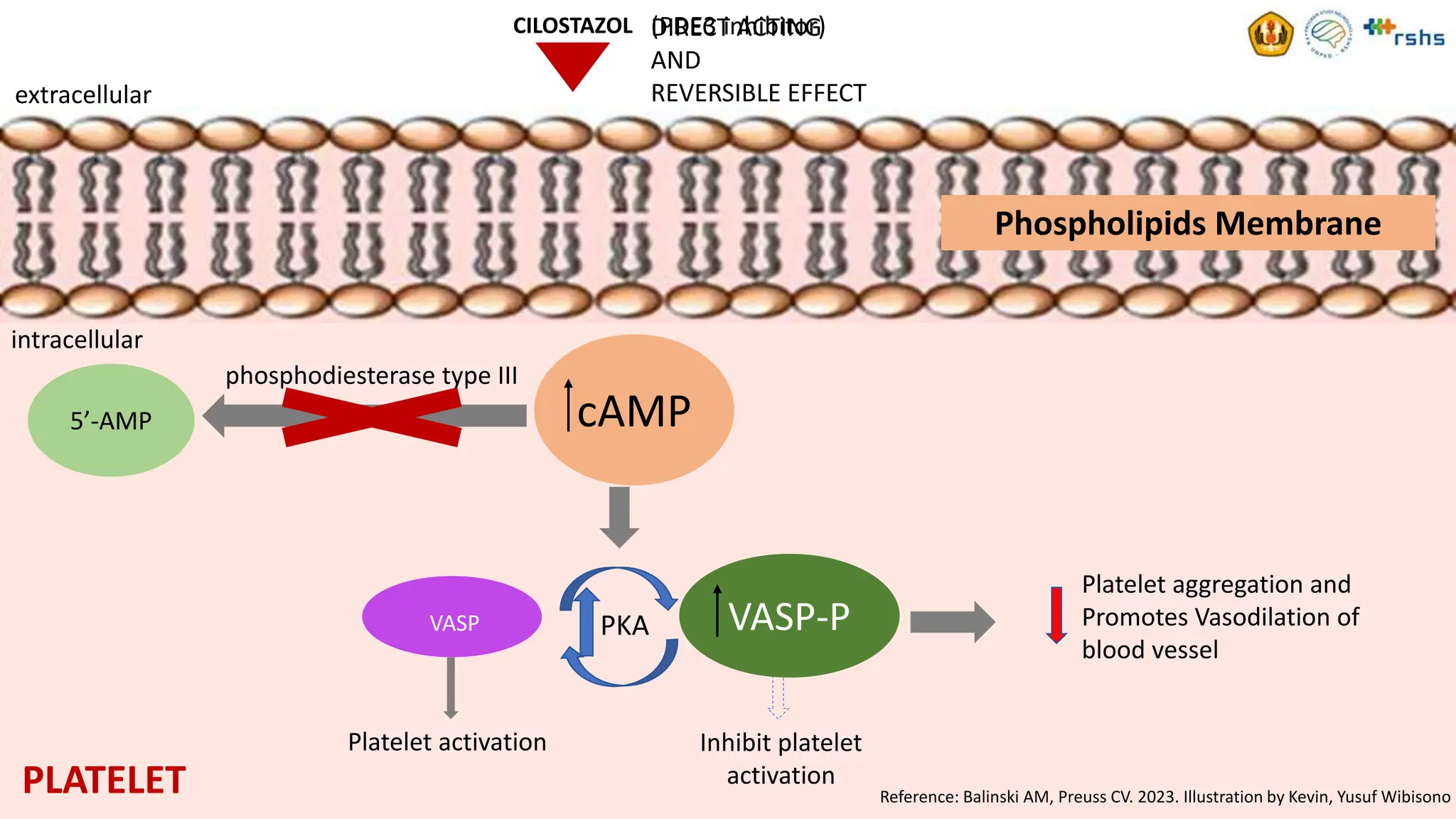Aspirin Clopidogrel And Ticagrelor Mechanisms Pptx