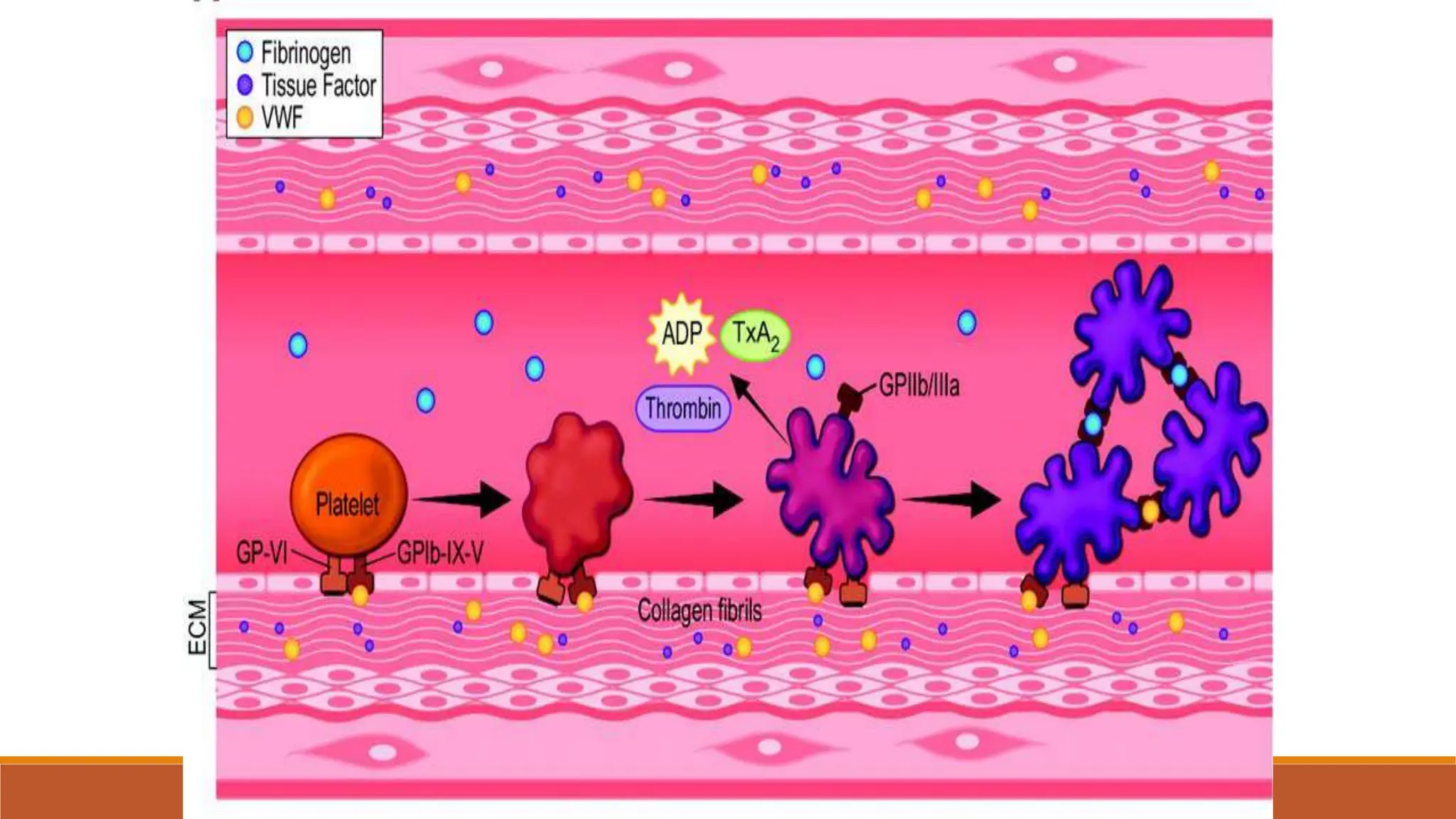 Aspirin in the primary and secondary prevention of vascular diseases ...