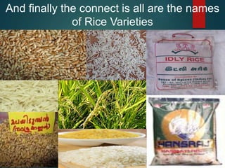 And finally the connect is all are the names
of Rice Varieties
 