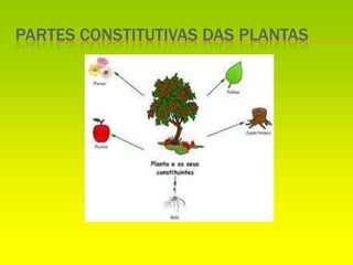 PARTES CONSTITUTIVAS DAS PLANTAS