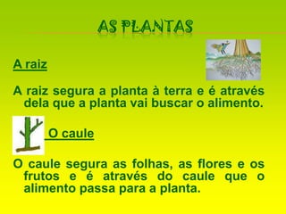 As PlantasA raizA raiz segura a planta à terra e é através dela que a planta vai buscar o alimento.          O caule  O caule segura as folhas, as flores e os frutos e é através do caule que o alimento passa para a planta.