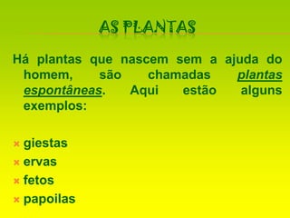 As PlantasHá plantas que nascem sem a ajuda do homem, são chamadas plantas espontâneas. Aqui estão alguns exemplos:giestaservasfetospapoilas