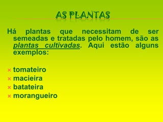 As PlantasHá plantas que necessitam de ser semeadas e tratadas pelo homem, são as plantas cultivadas. Aqui estão alguns exemplos:tomateiromacieirabatateiramorangueiro